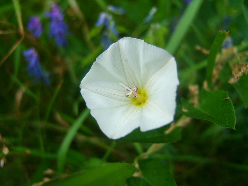 photo "***" tags: macro and close-up, nature, flowers