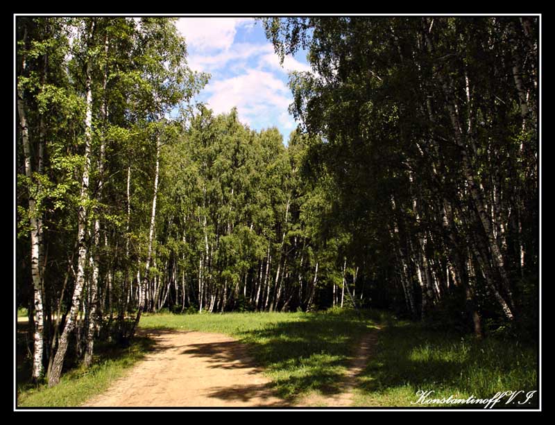 фото "Берёзовая роща" метки: пейзаж, природа, лес