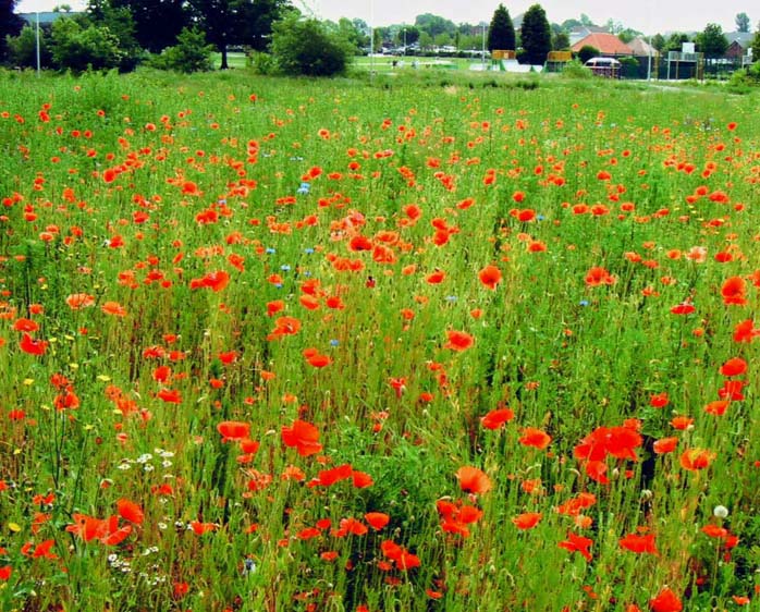 фото "" In Flanders Fields "" метки: пейзаж, природа, весна, цветы