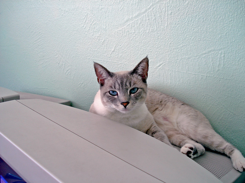 photo "My Cat" tags: nature, pets/farm animals