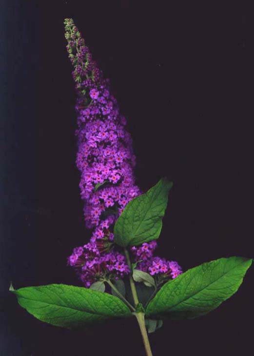 photo "Buddleia "Davidii "" tags: macro and close-up, nature, flowers