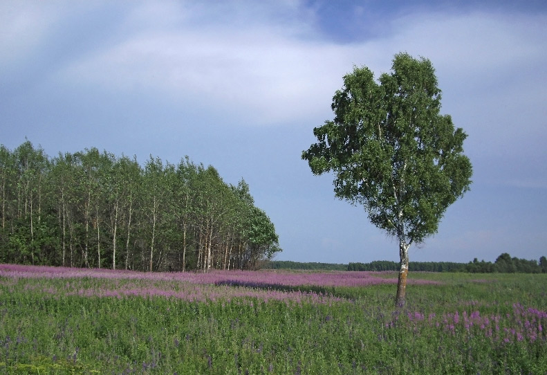 photo "***" tags: landscape, summer