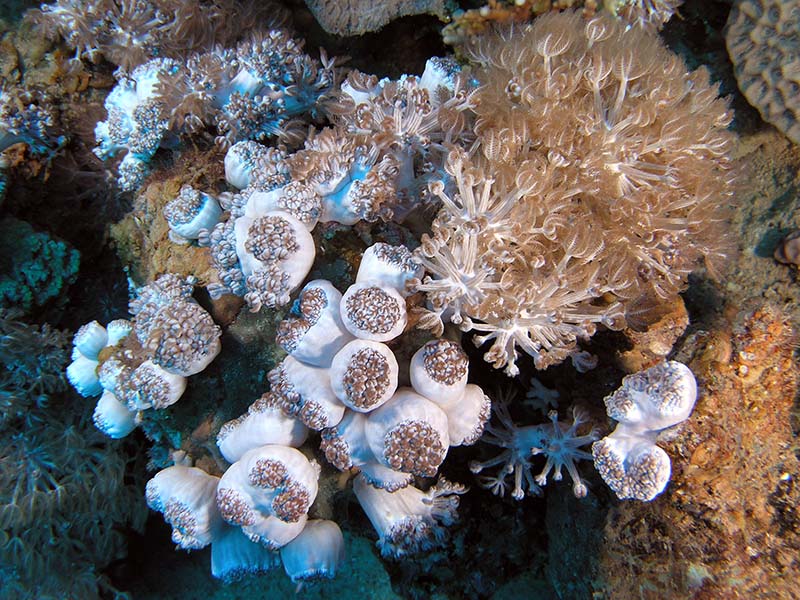 photo "***" tags: underwater, 