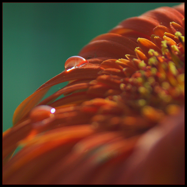 photo "o(" tags: nature, macro and close-up, flowers