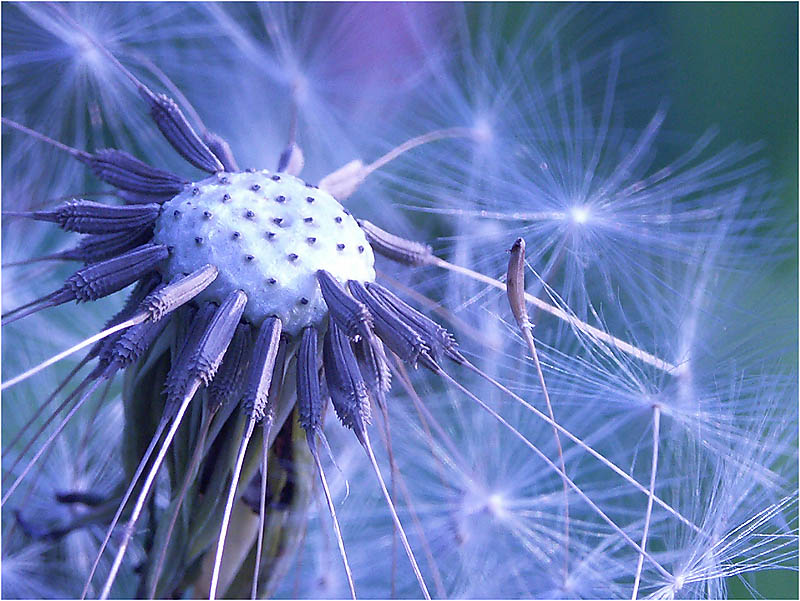 photo "Blue Tonality" tags: macro and close-up, 