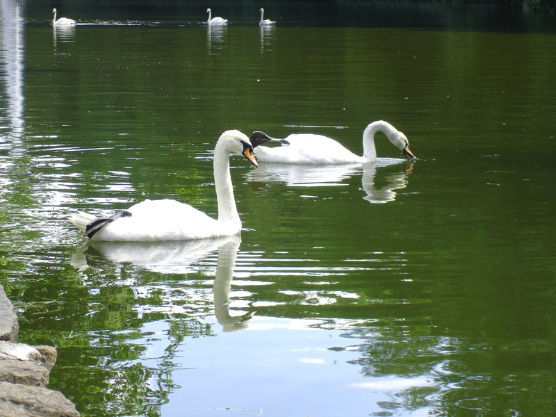 photo "Swans." tags: landscape, nature, water, wild animals