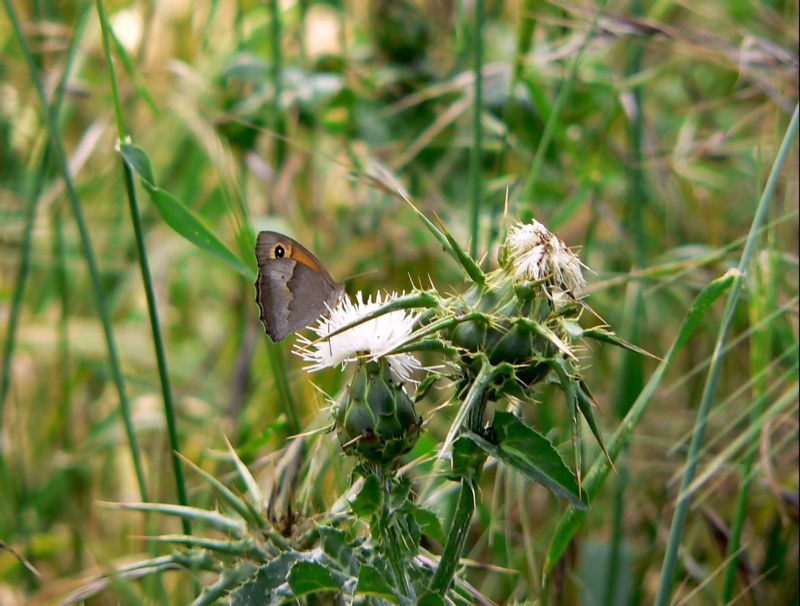 photo "***" tags: nature, 