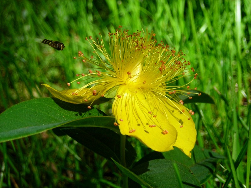 photo "buzzz" tags: nature, flowers