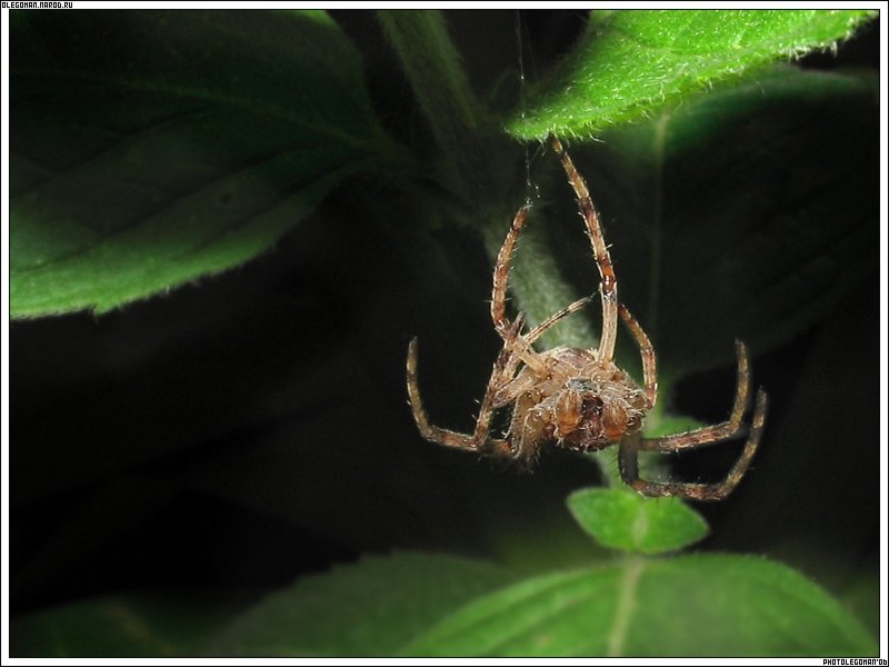 photo "special troop" tags: macro and close-up, nature, insect