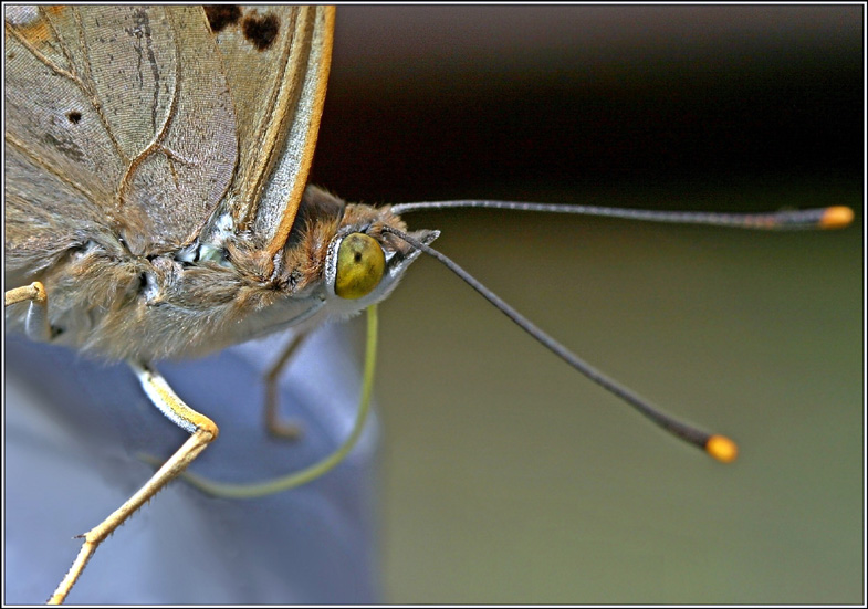 photo "I shall butt! :)" tags: macro and close-up, nature, insect