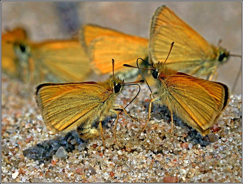 photo "Dances on sand" tags: macro and close-up, nature, insect