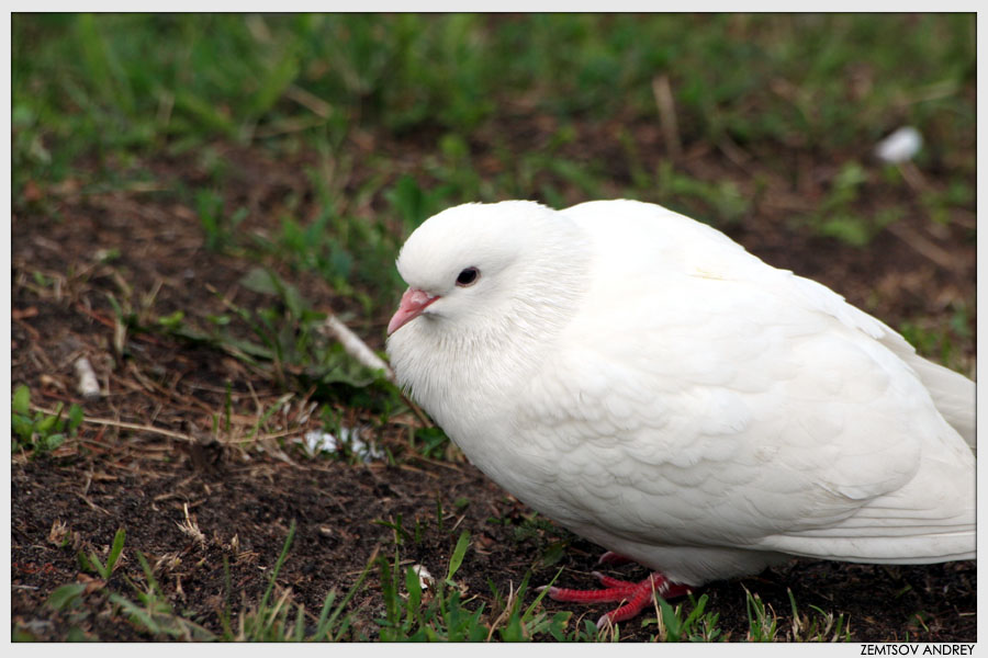 photo "White  Dove" tags: landscape, nature, pets/farm animals, summer