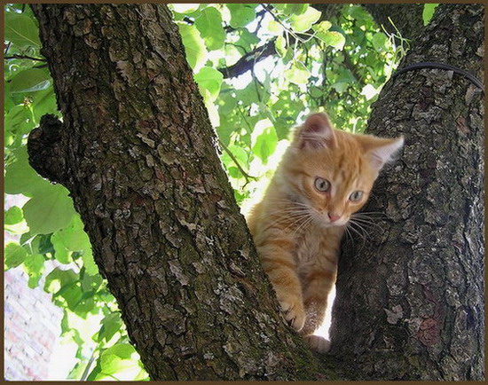 photo "грусть" tags: nature, genre, pets/farm animals
