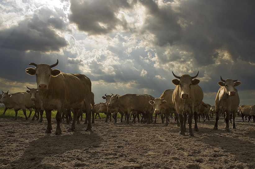 photo "*" tags: nature, landscape, pets/farm animals, sunset