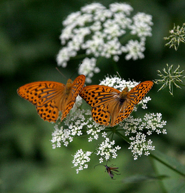 photo "Double fantasy" tags: nature, insect