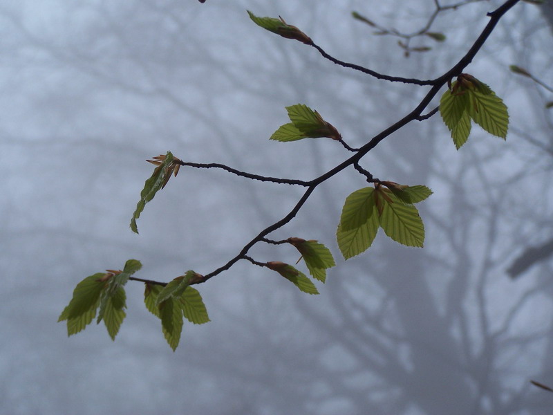 photo "***" tags: landscape, forest