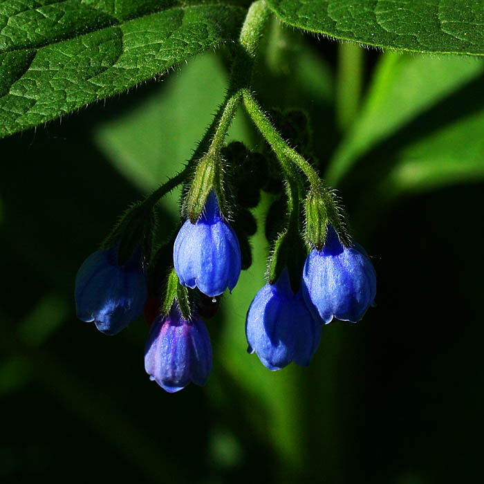 photo "Vegetative trifle" tags: nature, flowers