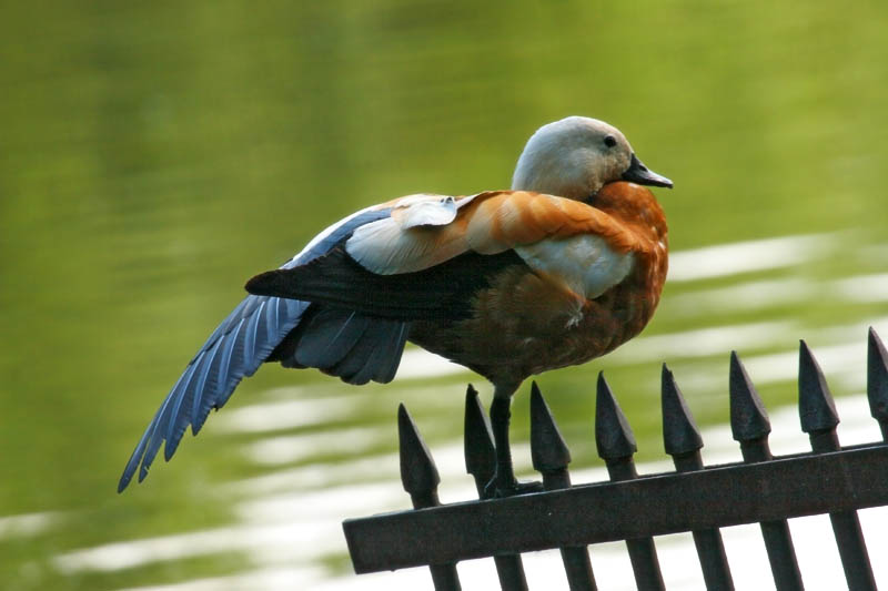 photo "Gymnastics" tags: nature, wild animals