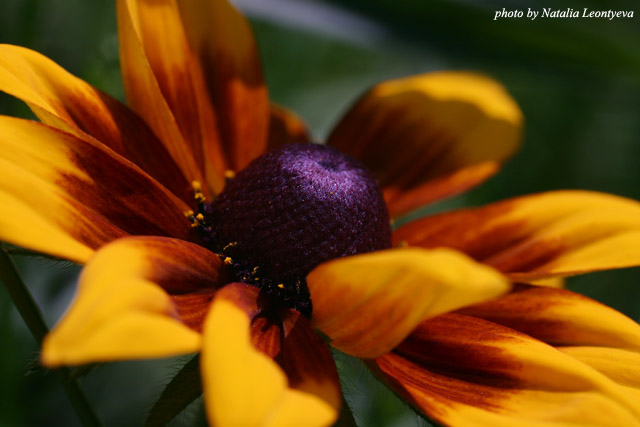 фото "Orange camomile" метки: природа, макро и крупный план, цветы