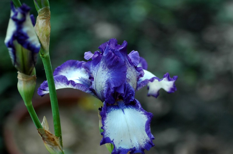 photo "Inauguration" tags: nature, macro and close-up, flowers