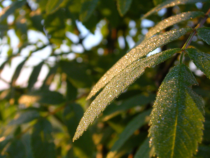 photo "Droplets" tags: landscape, nature, flowers, summer