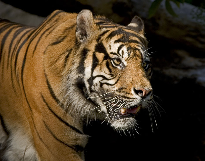 фото "Sumatran" метки: природа, дикие животные
