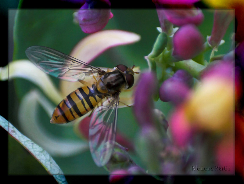 photo "Hover flies" tags: nature, macro and close-up, insect