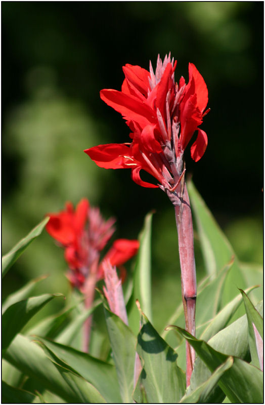 photo "Truly red" tags: nature, flowers