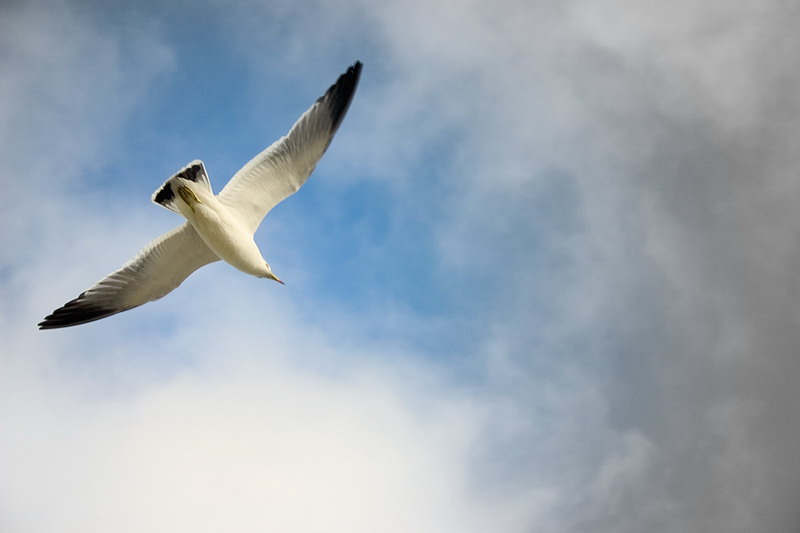 photo "***" tags: landscape, nature, clouds, wild animals