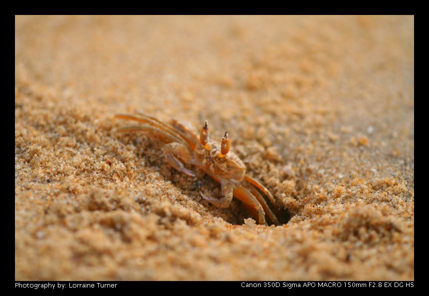 photo "gotcha !" tags: nature, macro and close-up, insect