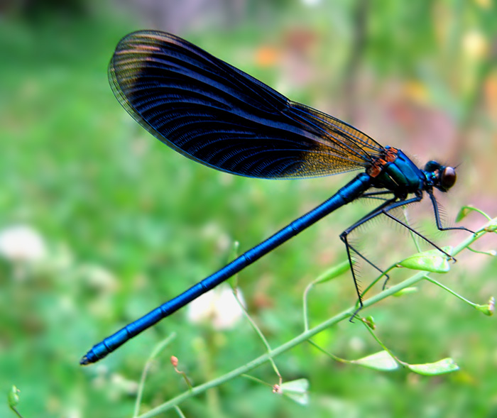 фото "Blue Dragonfly" метки: природа, насекомое