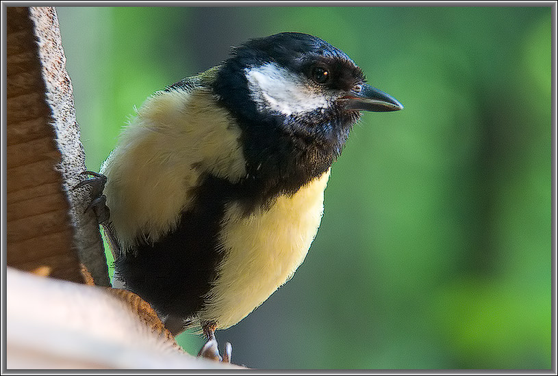 photo "Courageous bird!" tags: nature, wild animals