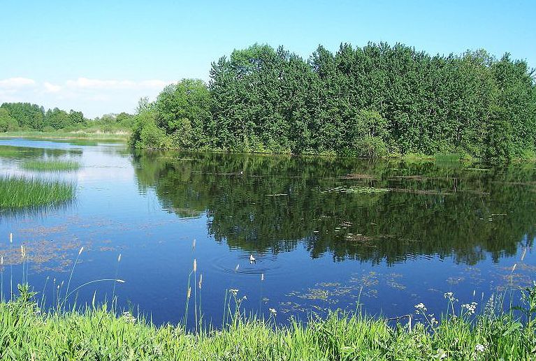 фото "Дикий пруд" метки: пейзаж, лето