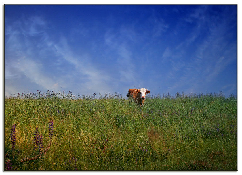 photo "Cow))" tags: landscape, 