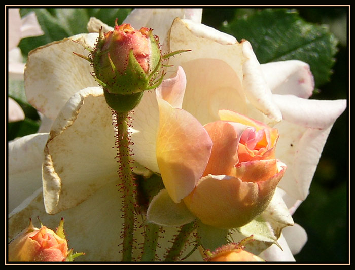 фото "Rose" метки: природа, цветы