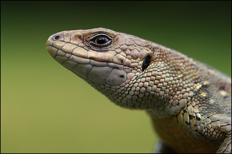 photo "***" tags: nature, macro and close-up, wild animals