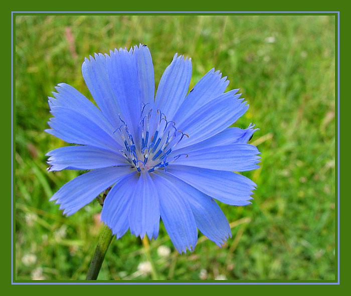 photo "Chicory" tags: nature, macro and close-up, flowers