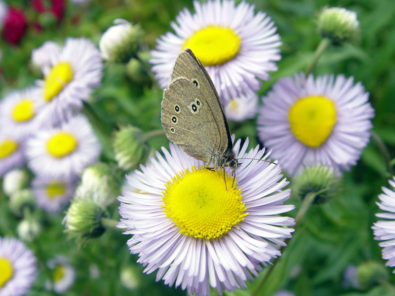 photo "flower" tags: nature, flowers