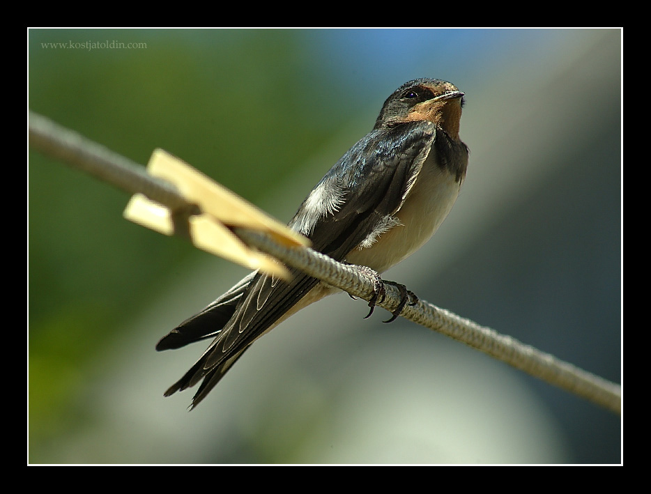 photo "..." tags: nature, wild animals