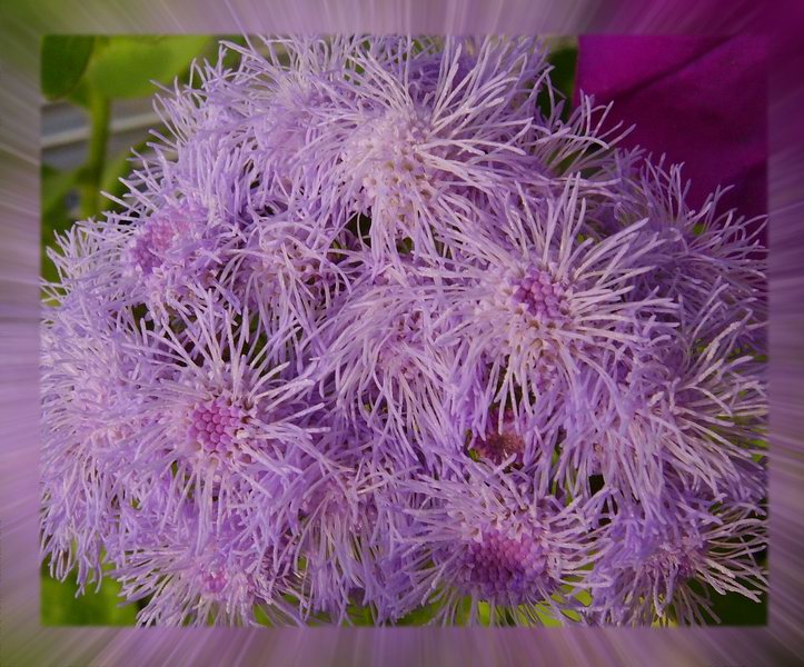 photo "Terrestrial Actiniaria" tags: nature, macro and close-up, flowers