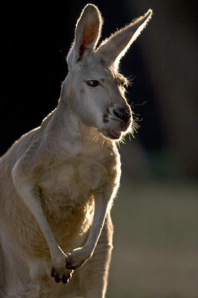 фото "Aussie" метки: природа, дикие животные