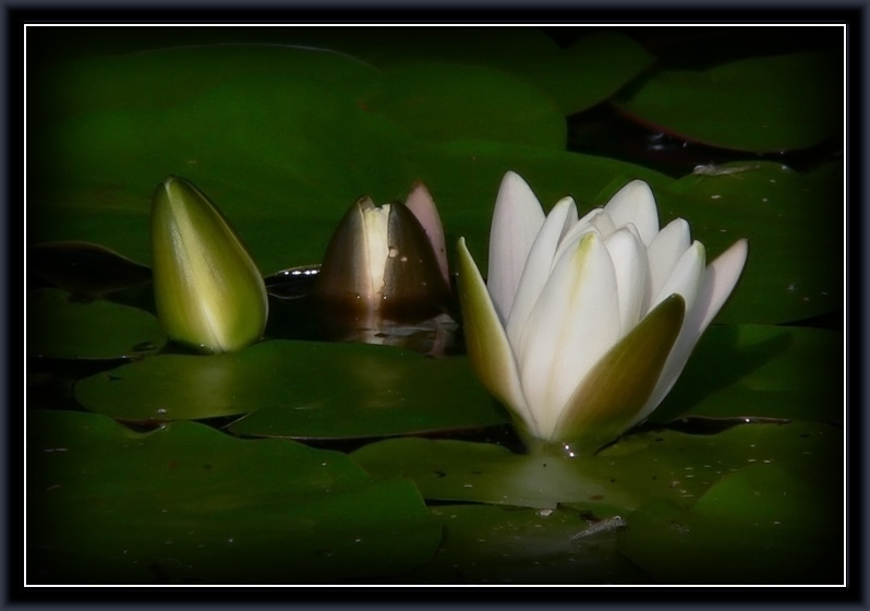 фото "***" метки: природа, цветы