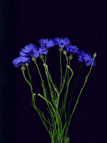 photo "" Cornflower "" tags: macro and close-up, nature, flowers