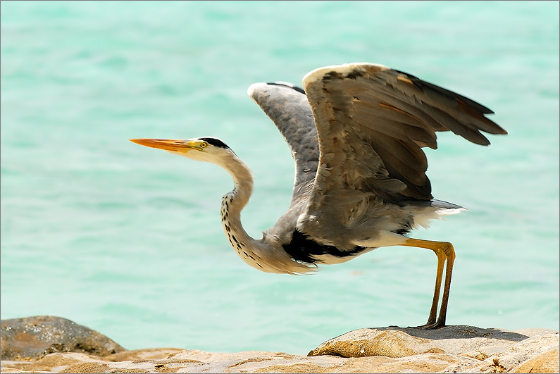 photo "***" tags: nature, wild animals