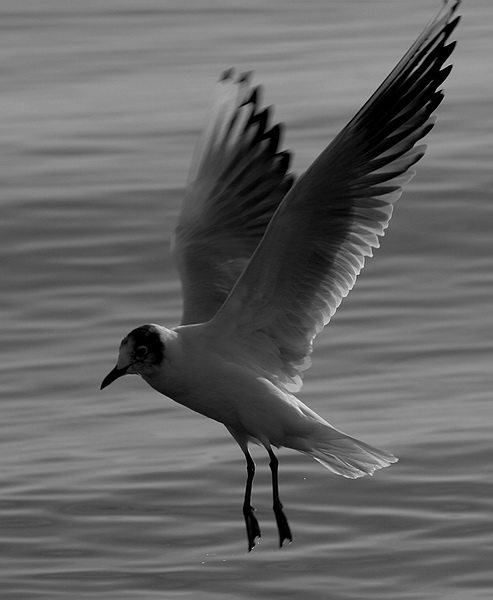 фото "Flight" метки: природа, дикие животные