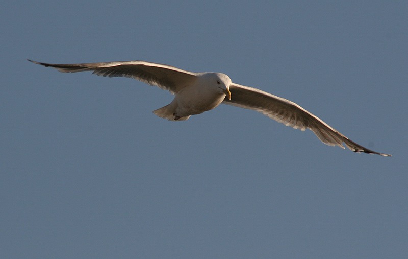 photo "Flat Flight" tags: nature, wild animals