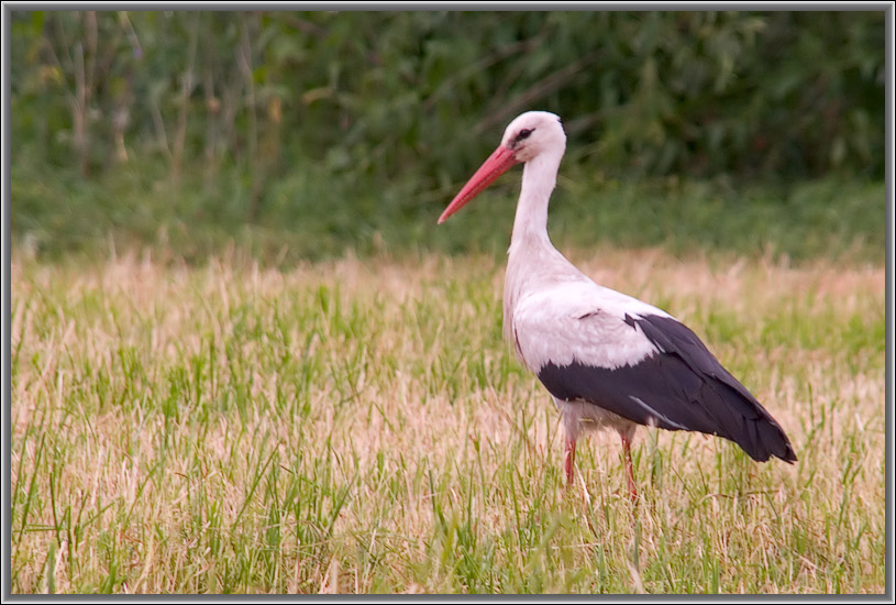 photo "Quiet walk on the nature." tags: nature, wild animals