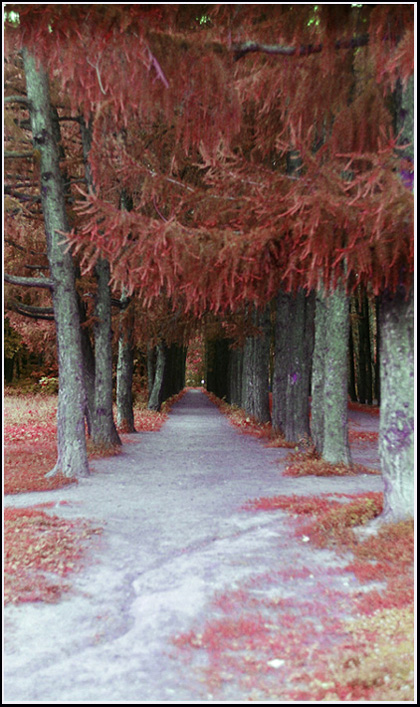 photo "***" tags: landscape, forest