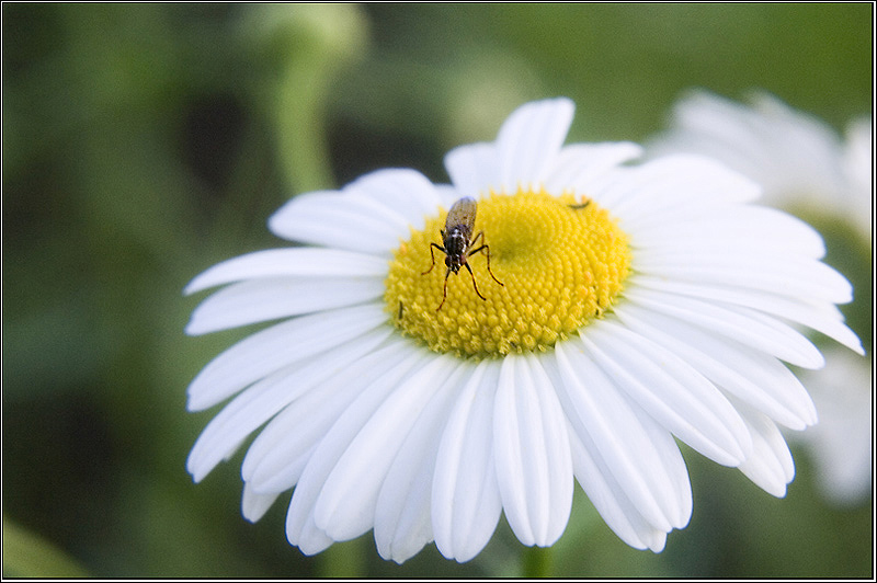 photo "***" tags: nature, macro and close-up, flowers