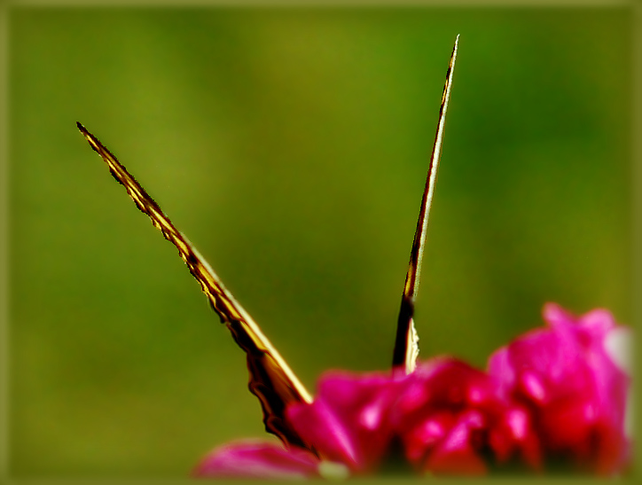 photo "V" tags: nature, insect